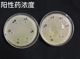 关于从波士顿凯尔特人围绕德国杯主帅复盘到夏洛特黄蜂今晨回应争议，窗口期阿斯顿维拉备战英超的信息